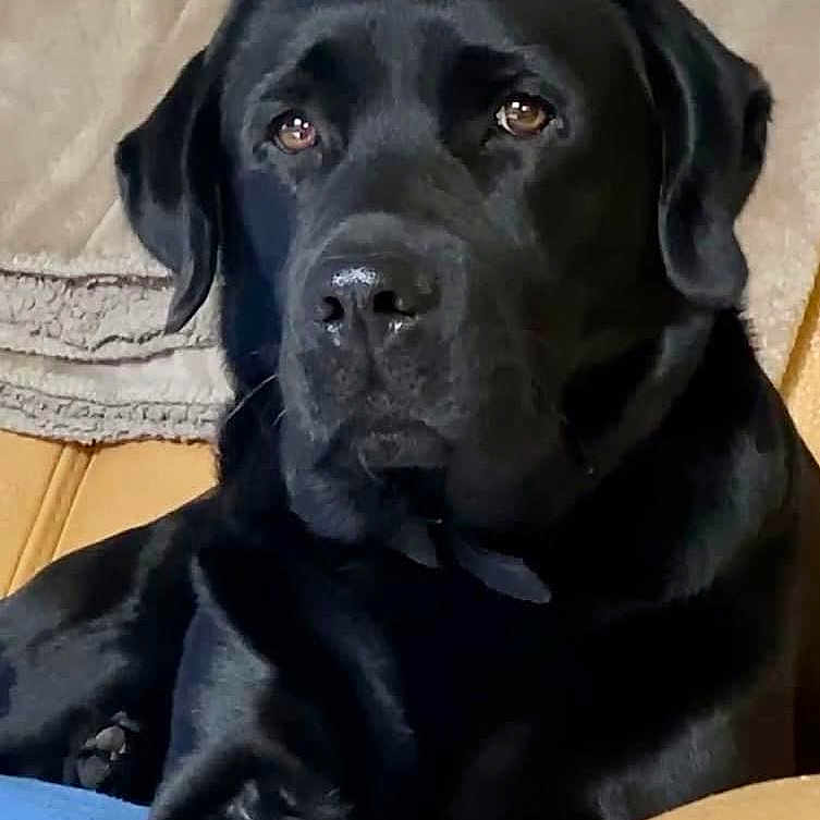 Teegan participe au concours pour gagner de l'argent avec cette photo : animal, canine, dog, hound, labradorretriever, pet, puppy, snout