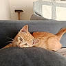 cat, kitten, ginger_cat, orange_tabby, pet, animal, feline, whiskers, ears, eyes, tail, fur, lying_down, relaxed, sofa, couch, indoor, home, portrait, cozy