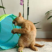 Elijah participe au concours pour gagner de l'argent avec cette photo : cat, ginger_cat, kitten, pet, animal, sitting, playing, play_tunnel, toy, indoor, home, rug, houseplant, orchid, greenery, turquoise, fur, tail, paws, curious
