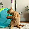 cat, ginger_cat, kitten, pet, animal, sitting, playing, play_tunnel, toy, indoor, home, rug, houseplant, orchid, greenery, turquoise, fur, tail, paws, curious