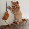 Elijah a rejoint le concours — aidez-le/la à gagner de superbes lots ! kitten, cat, orange_cat, animal, pet, toy, bird_toy, feather_toy, hunting, playing, paw, claws, whiskers, ears, tail, fur, indoor, blanket, cushion, portrait