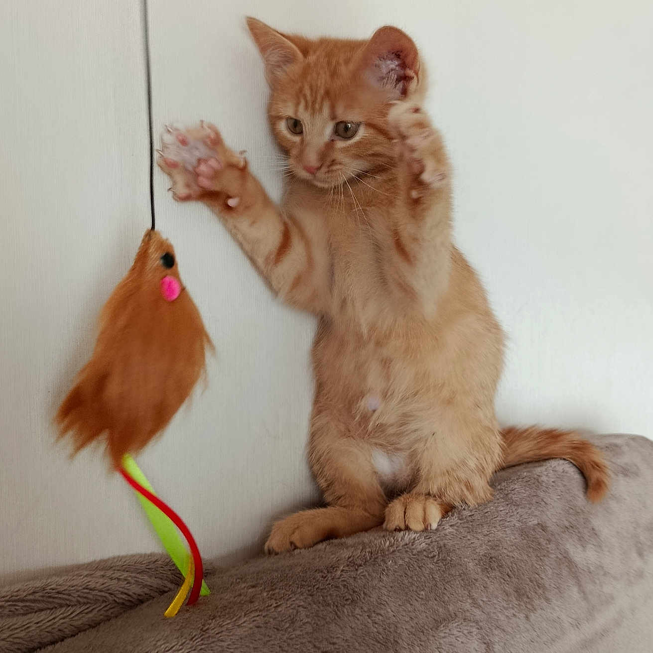 Elijah a rejoint le concours — aidez-le/la à gagner de superbes lots ! kitten, cat, orange_cat, animal, pet, toy, bird_toy, feather_toy, hunting, playing, paw, claws, whiskers, ears, tail, fur, indoor, blanket, cushion, portrait