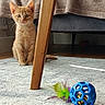Elijah participe au concours pour gagner de l'argent avec cette photo : cat, kitten, ginger_cat, orange_cat, animal, pet, sitting, indoors, carpet, chair, furniture, toy, ball, feathers, blue_ball, sunlight, cozy, home, floor, whiskers