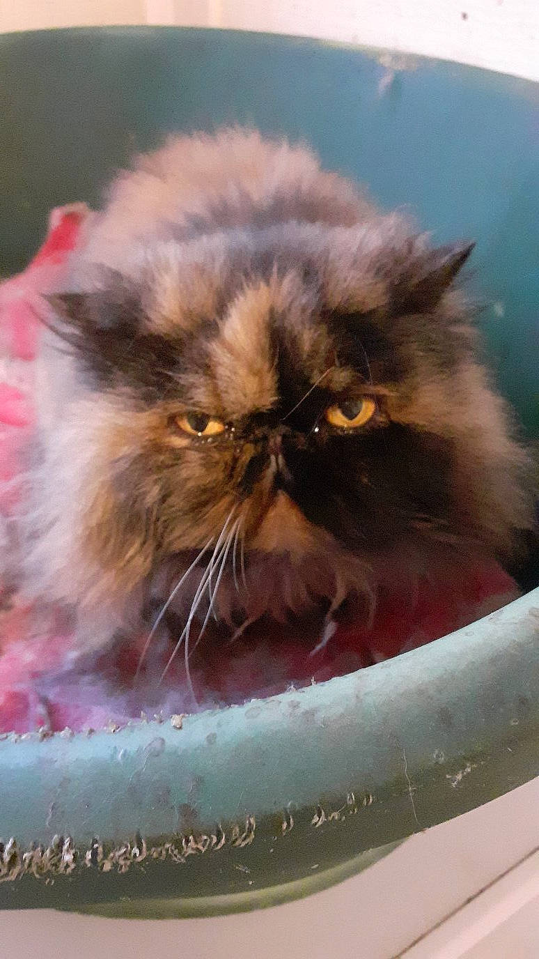 Havane participe au concours pour gagner de l'argent avec cette photo : carnivore, cat, fawn, felidae, fruit, fur, iris, persian, plant, small_to_medium_sized_cats, snout, terrestrial_animal, whiskers