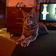 Tiggy is registered to the contest to win money with this photo: animal, blurred_background, calm, cat, closeup, domestic, dressed, evening, fur, furniture, indoor, living_room, paws, pet, relaxed, resting, soft_light, television, warm_lighting, whiskers