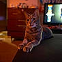 animal, blurred_background, calm, cat, closeup, domestic, dressed, evening, fur, furniture, indoor, living_room, paws, pet, relaxed, resting, soft_light, television, warm_lighting, whiskers