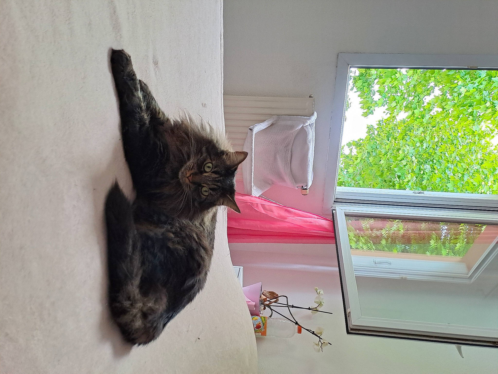 Symba a rejoint le concours — aidez-le/la à gagner de superbes lots ! carnivore, cat, cat_supply, domestic_short_haired_cat, felidae, fur, glass, pet_supply, rectangle, room, sash_window, shade, small_to_medium_sized_cats, tail, tints_and_shades, tree, whiskers, window, window_treatment, wood