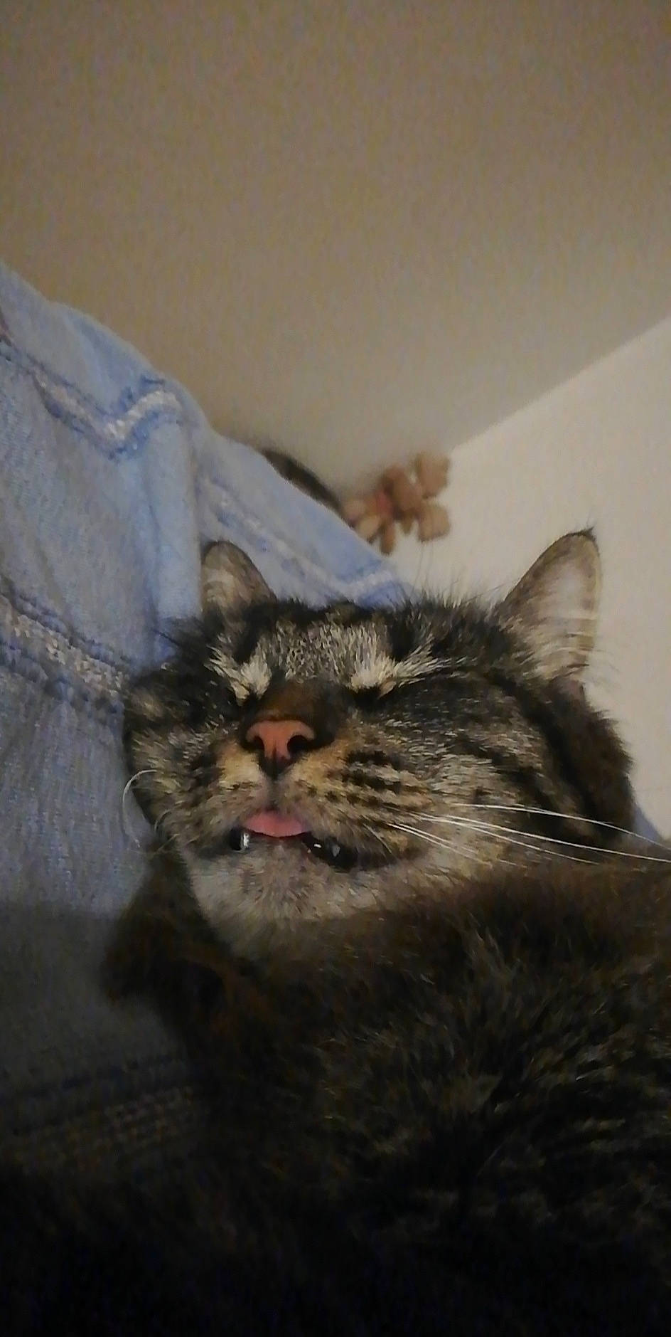 Symba participe au concours pour gagner de l'argent avec cette photo : carnivore, cat, claw, comfort, domestic_short_haired_cat, eye, fang, felidae, fur, grey, paw, small_to_medium_sized_cats, snout, tail, terrestrial_animal, whiskers, wildlife, window