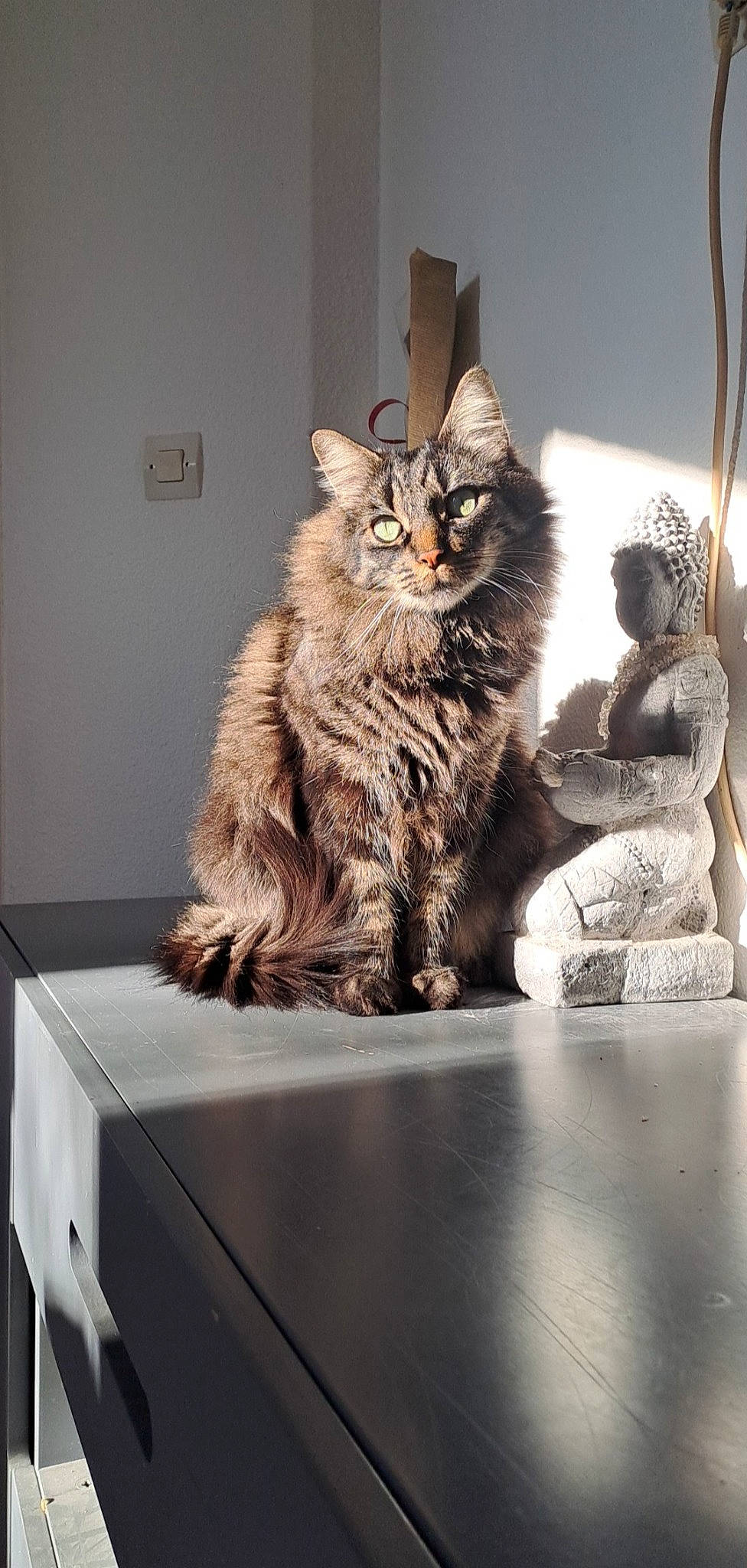 Symba a rejoint le concours — aidez-le/la à gagner de superbes lots ! art, carnivore, cat, claw, domestic_short_haired_cat, felidae, fur, grey, maine_coon, small_to_medium_sized_cats, tail, whiskers, window