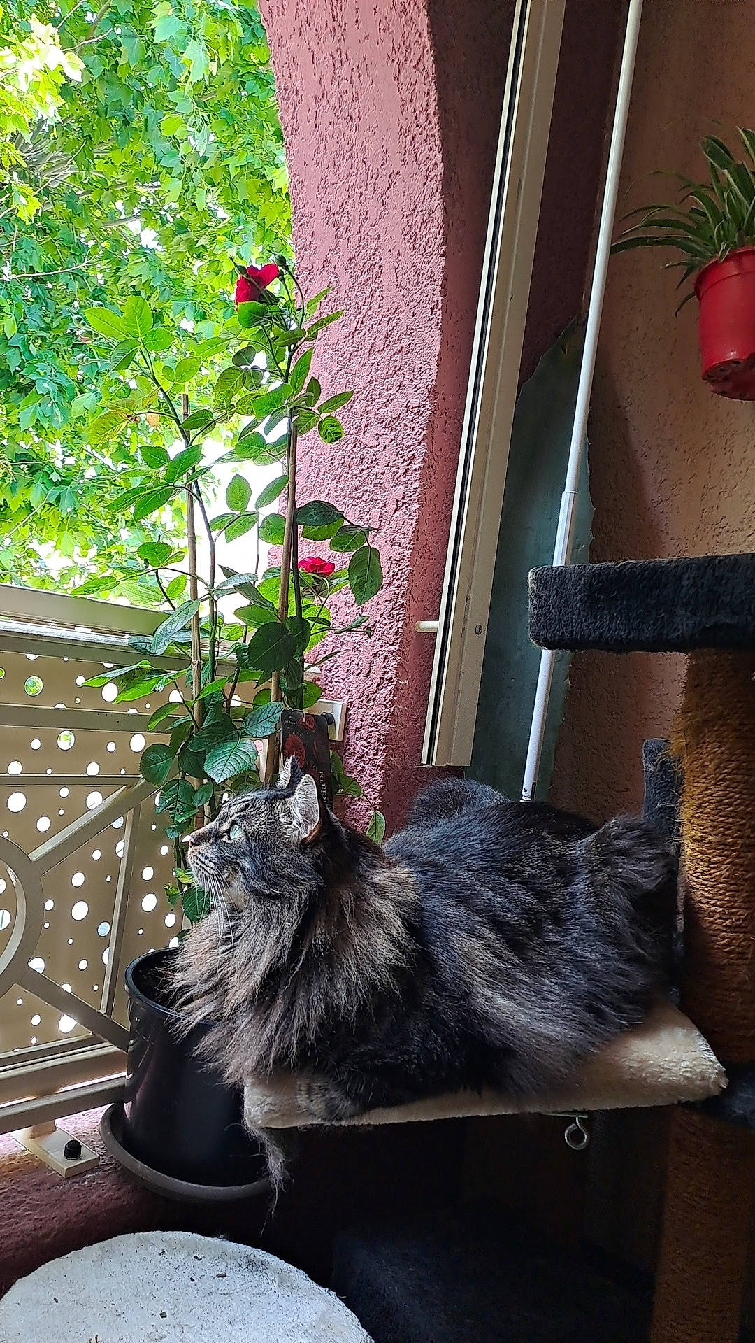 Symba a rejoint le concours — aidez-le/la à gagner de superbes lots ! carnivore, cat, domestic_short_haired_cat, felidae, flooring, flower, flowerpot, grass, grey, houseplant, leaf, plant, small_to_medium_sized_cats, snapshot, tail, tree, whiskers, white, window, wood