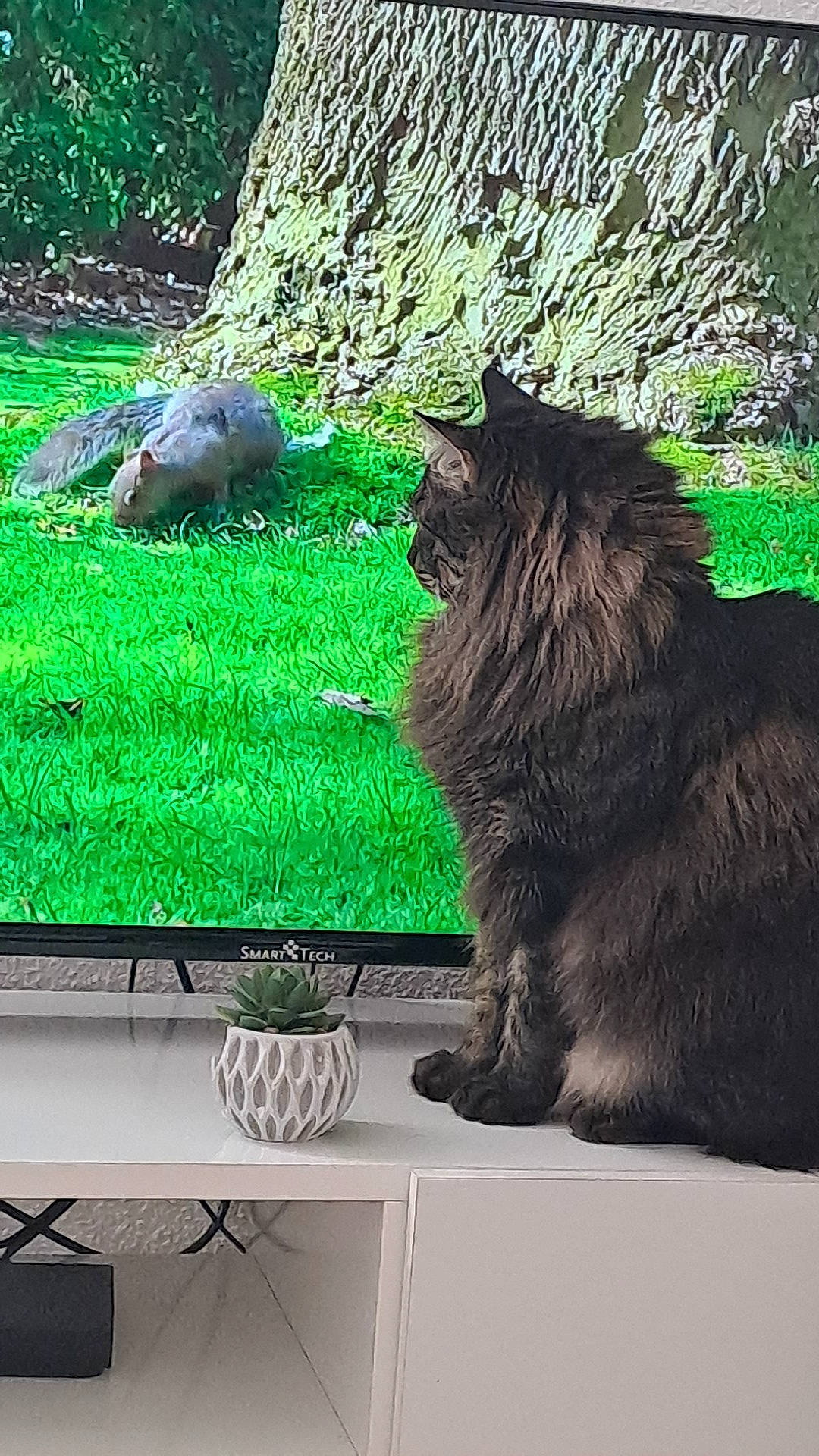 Symba a rejoint le concours — aidez-le/la à gagner de superbes lots ! black_cat, carnivore, cat, domestic_short_haired_cat, drawer, felidae, fur, grass, groundcover, herb, organism, output_device, plant, rectangle, small_to_medium_sized_cats, tail, terrestrial_animal, whiskers, wildlife, wood