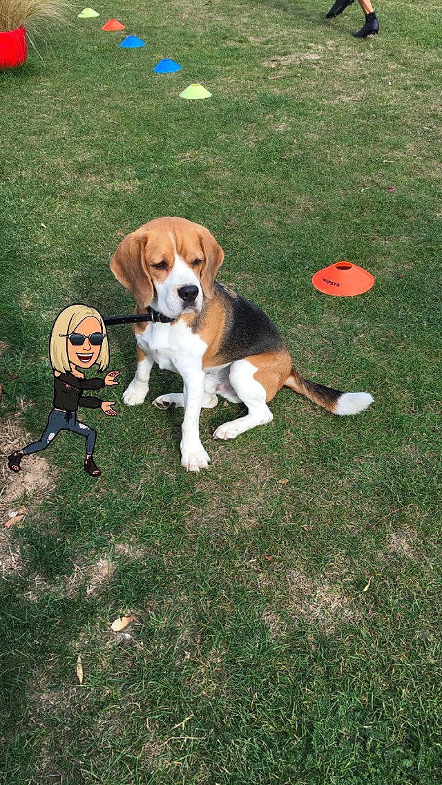 Coyote a rejoint le concours — aidez-le/la à gagner de superbes lots ! american_foxhound, beagle, beagle_harrier, companion_dog, dog, dog_breed, dog_breed_group, dog_like_mammal, english_foxhound, estonian_hound, finnish_hound, grand_anglo_francais_tricolore, grass, hamiltonstovare, harrier, headwear, hound, hunting_dog, joy, lawn