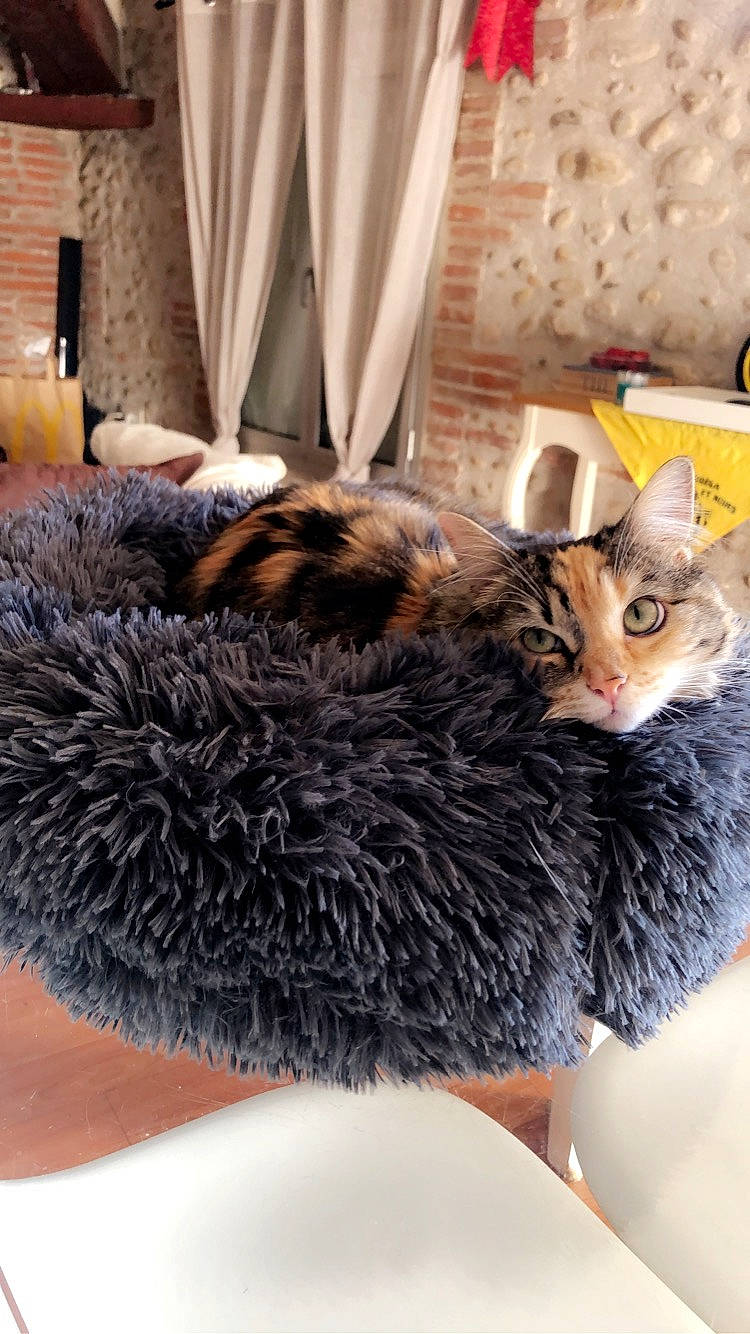 Moumoune participe au concours pour gagner de l'argent avec cette photo : carnivore, cat, domestic_short_haired_cat, european_shorthair, felidae, fur, furniture, kitten, small_to_medium_sized_cats, tabby_cat, whiskers