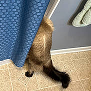 Ghost joined the competition — help win amazing prizes! animal, bathroom, black_tail, blue_curtain, brown_fur, cat, cozy, curtain, feline, floor, fur, hiding, home, indoor, pet, tail, texture, tile_floor, towel, wall