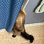 animal, bathroom, black_tail, blue_curtain, brown_fur, cat, cozy, curtain, feline, floor, fur, hiding, home, indoor, pet, tail, texture, tile_floor, towel, wall