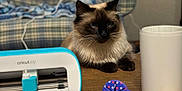 Ghost joined the competition — help win amazing prizes! animal, blue, blurred_background, cat, cozy, crafting_tools, cricut_joy, domestic, fur, furniture, indoor, machine, pet, plaid_couch, relaxed, siamese_cat, table, whiskers, white, wood
