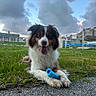 dog, grass, toy, outdoor, sky, clouds, fence, building, pavement, animal, pet, happy, tongue_out, playful, canine, fur, nature, daylight, resting, landscape