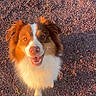dog, smiling, outdoor, sunlight, golden_hour, gravel, fluffy_fur, pet, happy, canine, looking_up, shadow, brown_and_white, nature, animal, friendly, portrait, closeup, daylight, cute