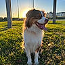 dog, grass, sunset, outdoor, park, tongue_out, happy, fluffy_coat, building, pole, shadow, nature, animal, canine, daylight, field, pet, sitting, sunlight, sky