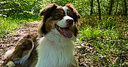 Uzzy a rejoint le concours — aidez-le/la à gagner de superbes lots ! dog, canine, outdoor, forest, path, greenery, sunlight, nature, happy, tongue_out, animal, pet, leaves, tree, grass, fur, mammal, resting, daylight, smiling