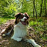 dog, canine, outdoor, forest, path, greenery, sunlight, nature, happy, tongue_out, animal, pet, leaves, tree, grass, fur, mammal, resting, daylight, smiling