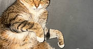 Cristal a rejoint le concours — aidez-le/la à gagner de superbes lots ! cat, tabby, green_eyes, pet, feline, animal, relaxed, cute, indoors, fur, whiskers, claws, laying_down, paws, portrait, mammal, domestic, striped, cute_pet, resting