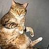 cat, tabby, green_eyes, pet, feline, animal, relaxed, cute, indoors, fur, whiskers, claws, laying_down, paws, portrait, mammal, domestic, striped, cute_pet, resting
