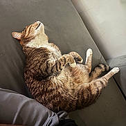 Cristal participe au concours pour gagner de l'argent avec cette photo : cat, tabby, feline, pet, domestic_animal, resting, sleeping, couch, sofa, indoor, fur, whiskers, relaxation, paw, tail, human_arm, human_leg, gray, texture, comfort