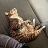 cat, tabby, feline, pet, domestic_animal, resting, sleeping, couch, sofa, indoor, fur, whiskers, relaxation, paw, tail, human_arm, human_leg, gray, texture, comfort