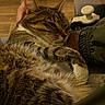 Cristal a rejoint le concours — aidez-le/la à gagner de superbes lots ! cat, tabby, pet, animal, fur, relaxed, indoor, cozy, resting, paw, whiskers, person, arm, clothing, floor, wooden_floor, closeup, mammal, domestic_animal, sleepy