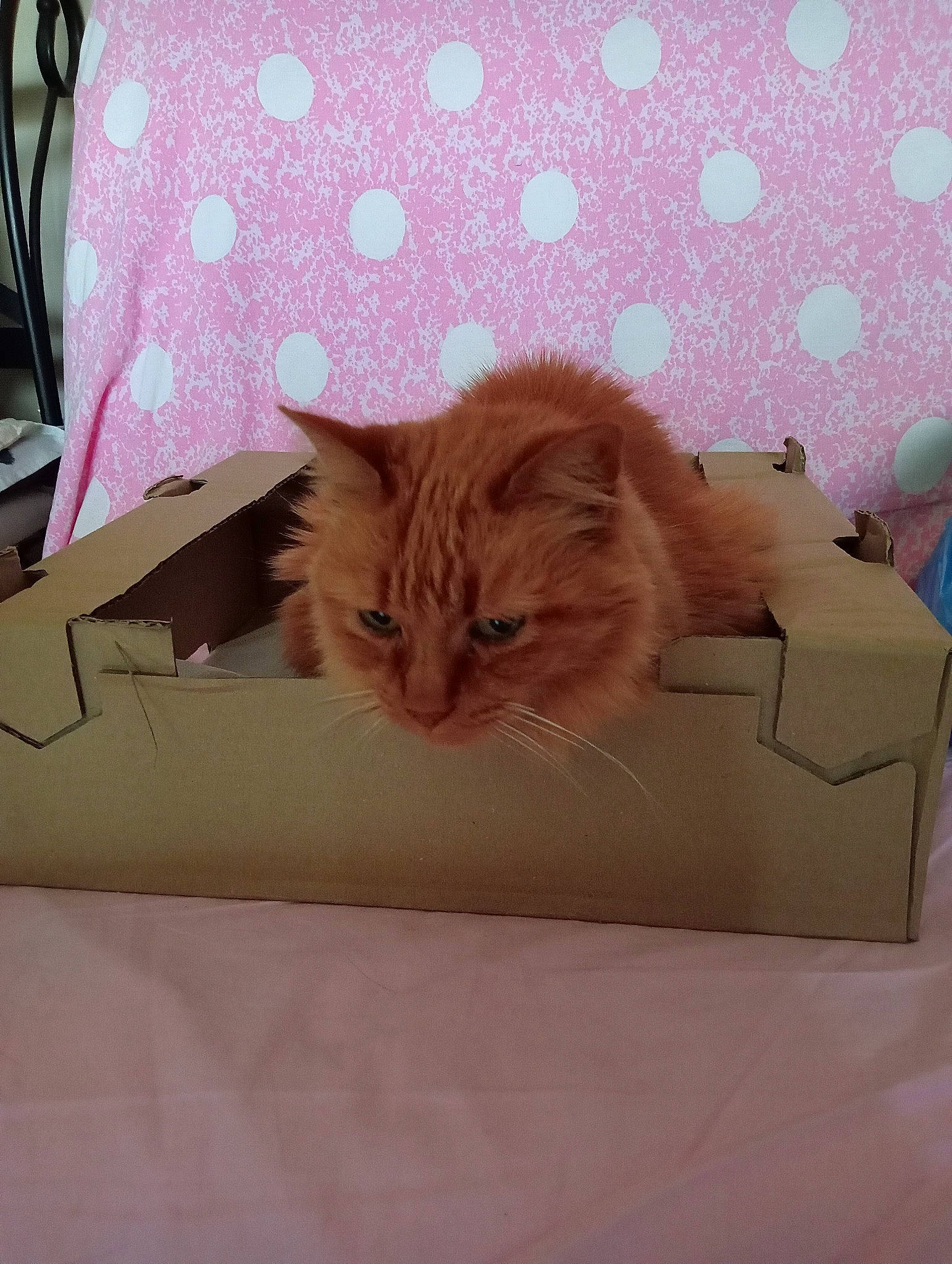 Isis participe au concours pour gagner de l'argent avec cette photo : box, brown, cardboard, carnivore, carton, cat, comfort, fawn, felidae, fur, packaging_and_labeling, packing_materials, paper_product, pattern, room, shipping_box, small_to_medium_sized_cats, tail, textile, whiskers