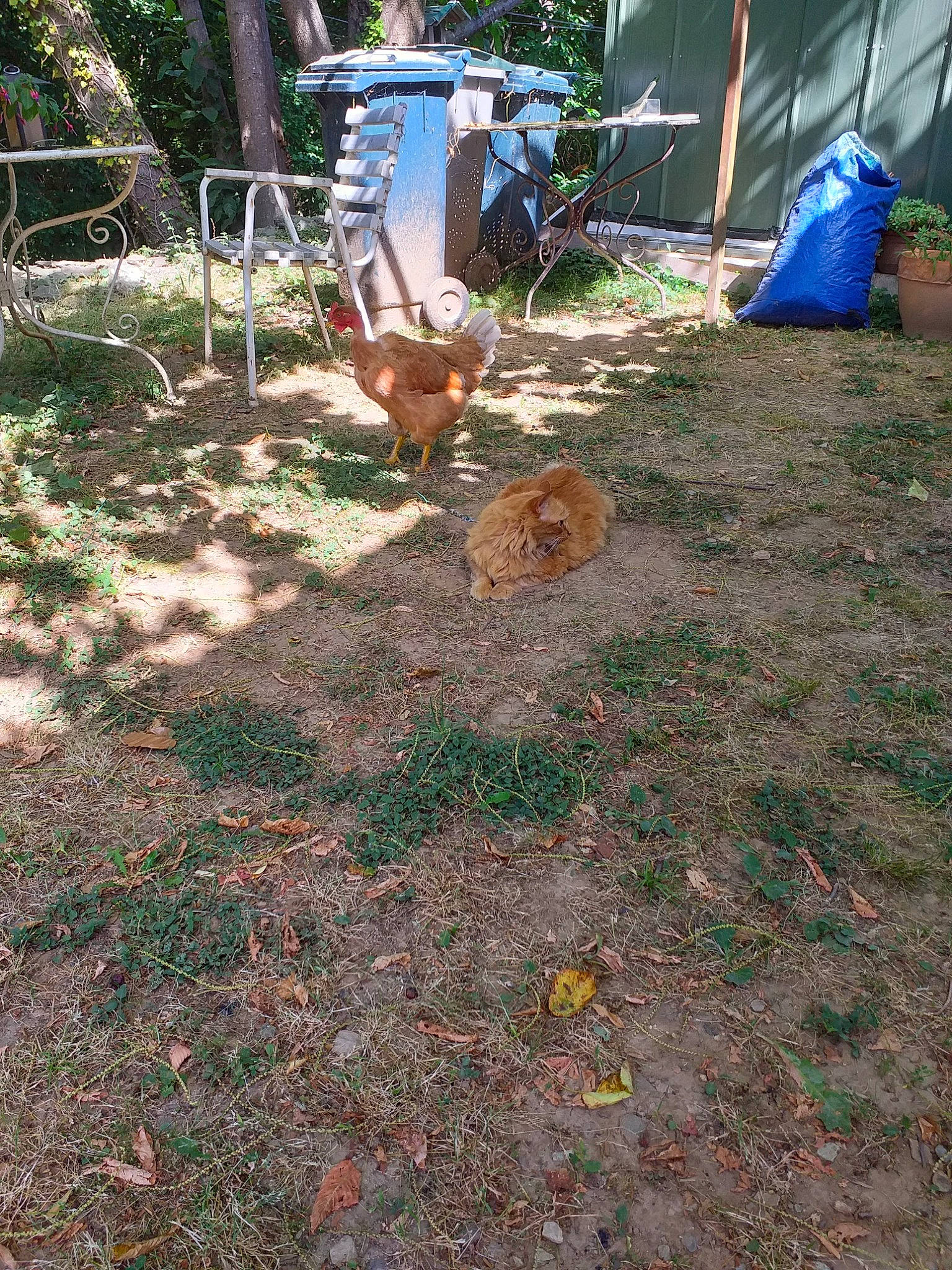 Isis participe au concours pour gagner de l'argent avec cette photo : backyard, chair, deciduous, garden, grass, groundcover, landscape, landscaping, leaf, mulch, plant, recreation, shade, shadow, soil, tree, trunk, wood, woodland, yard