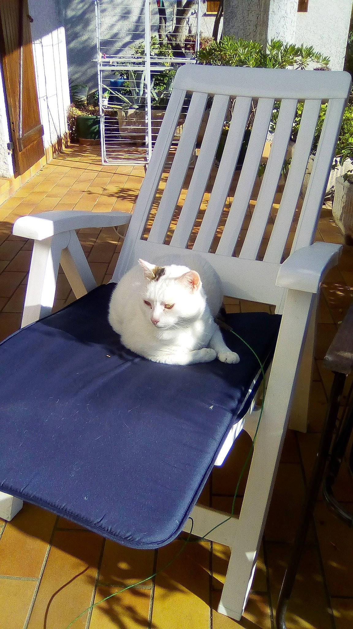 Gipsy participe au concours pour gagner de l'argent avec cette photo : carnivore, cat, chair, comfort, deck, fawn, felidae, furniture, hardwood, mammal, outdoor_furniture, porch, small_to_medium_sized_cats, table, tail, vertebrate, whiskers, white, wood, yellow
