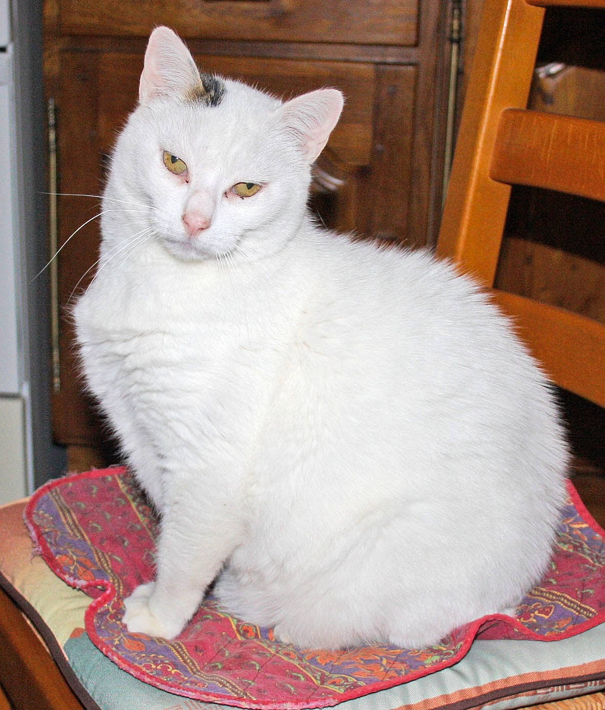 Gipsy a rejoint le concours — aidez-le/la à gagner de superbes lots ! carnivore, carpet, cat, felidae, fur, hardwood, home_accessories, mat, peach, rug, small_to_medium_sized_cats, snout, tail, vertebrate, whiskers, wood, wood_stain