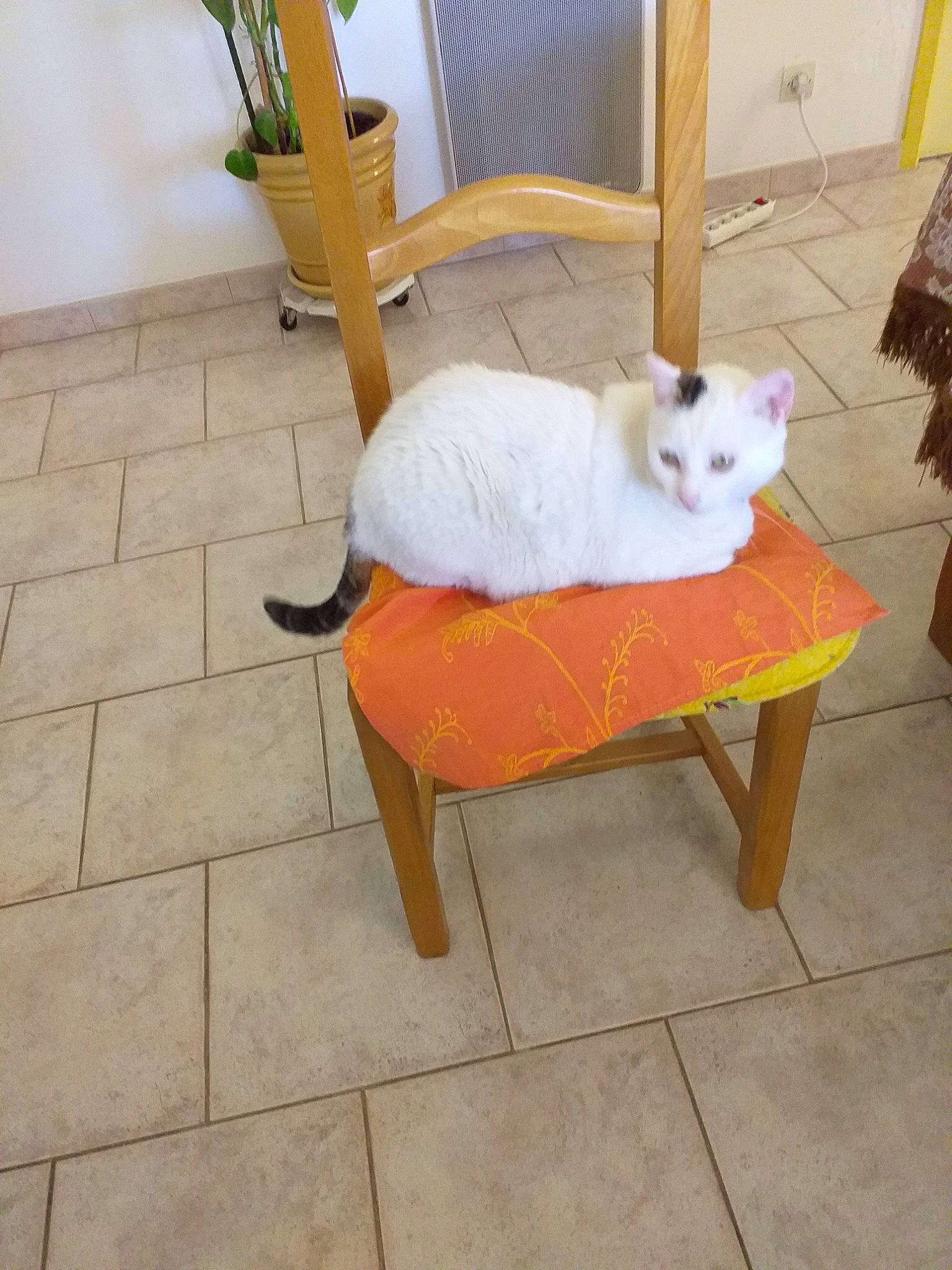 Gipsy a rejoint le concours — aidez-le/la à gagner de superbes lots ! carnivore, cat, chair, comfort, companion_dog, fawn, felidae, floor, flooring, flowerpot, furniture, hardwood, houseplant, outdoor_furniture, plant, small_to_medium_sized_cats, tail, whiskers, wood, yellow