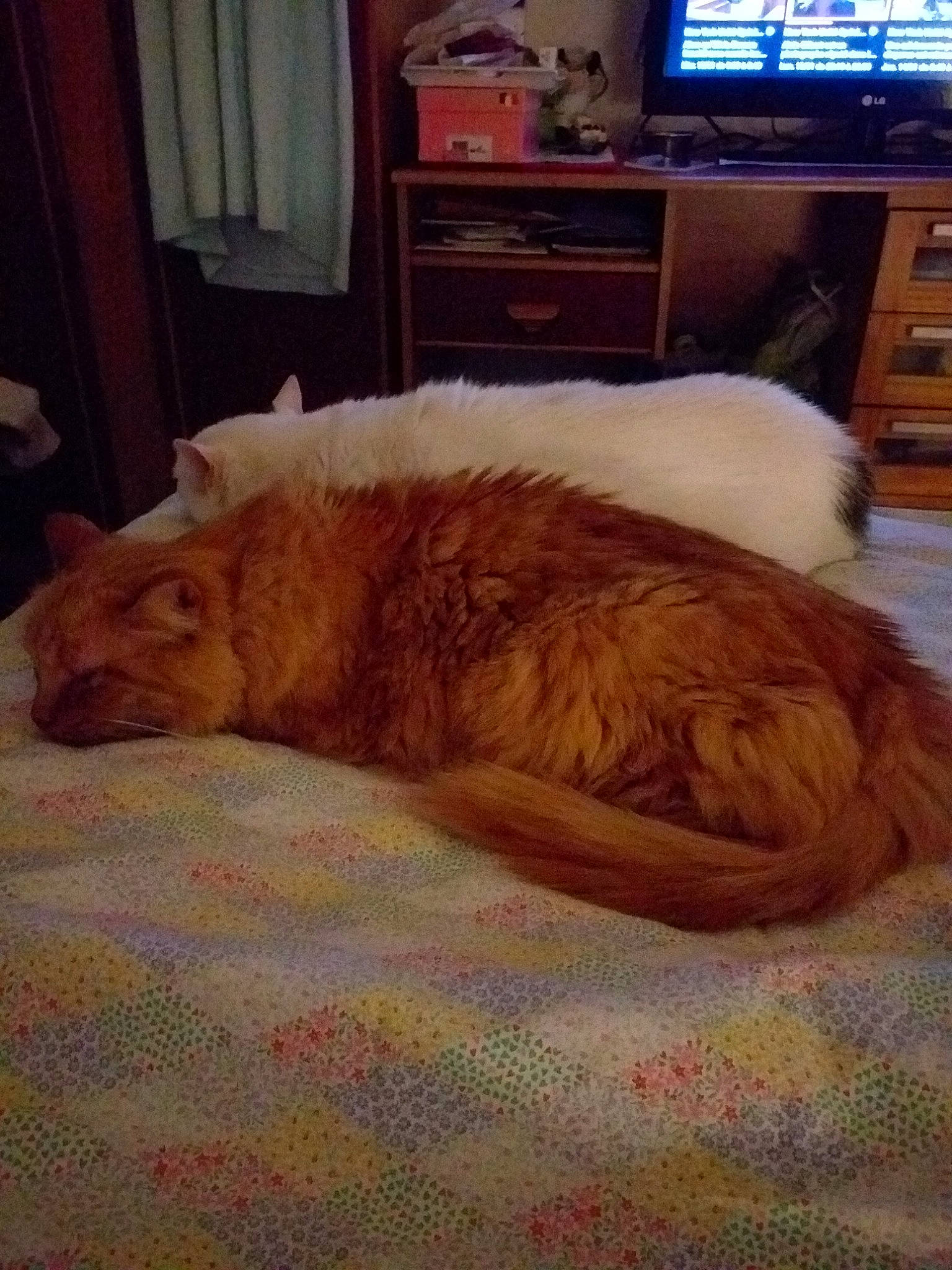 Gipsy a rejoint le concours — aidez-le/la à gagner de superbes lots ! cabinetry, carnivore, cat, chest_of_drawers, comfort, companion_dog, curtain, dog, dog_breed, fawn, felidae, furniture, hardwood, shelf, small_to_medium_sized_cats, snout, tail, television, whiskers, wood