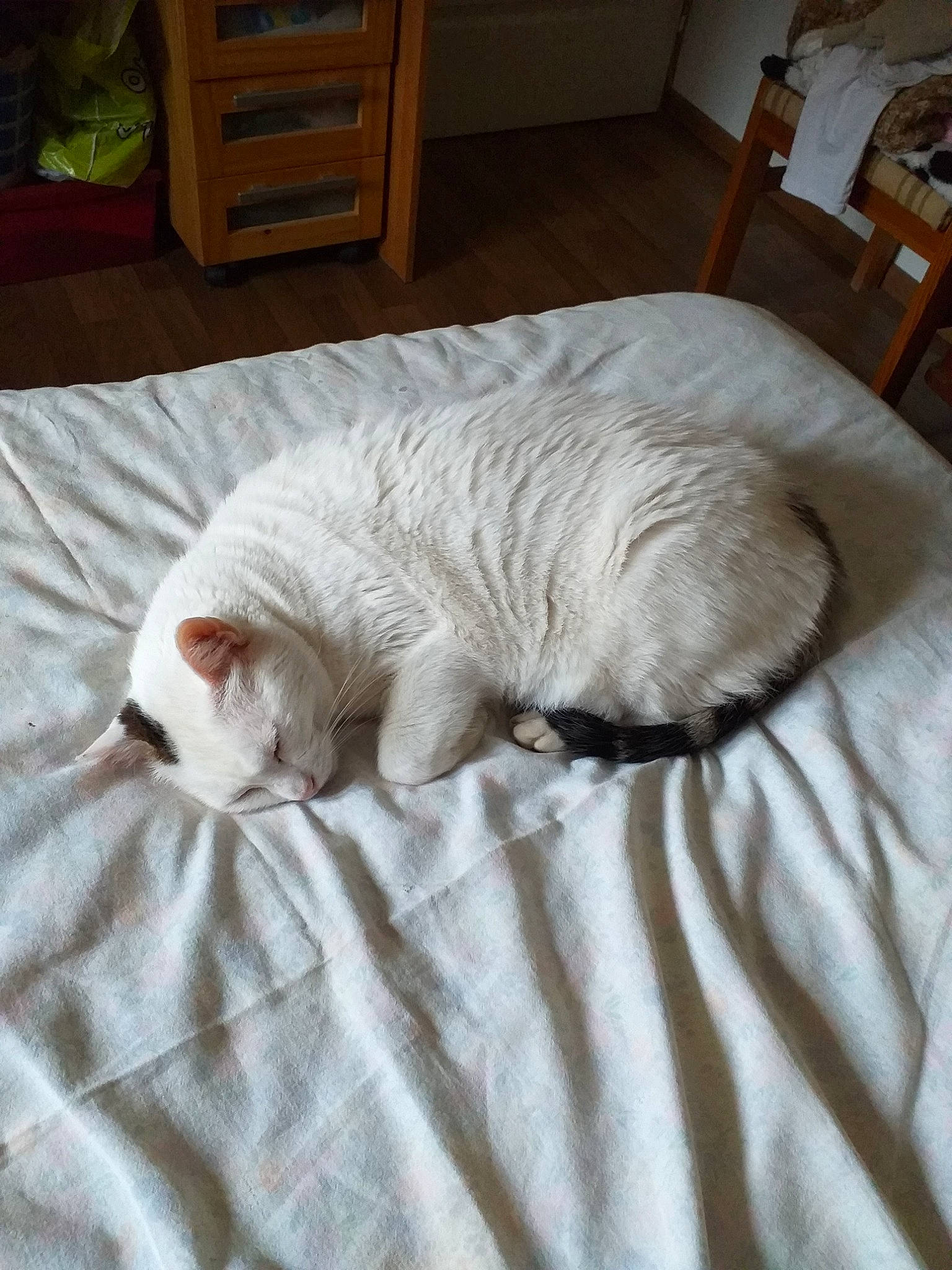 Gipsy a rejoint le concours — aidez-le/la à gagner de superbes lots ! cabinetry, canidae, carnivore, cat, comfort, companion_dog, duvet, fawn, felidae, fur, grey, linens, paw, room, small_to_medium_sized_cats, snout, sporting_group, tail, whiskers, wood