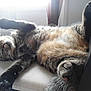 Lucky participe au concours pour gagner de l'argent avec cette photo :