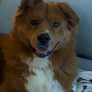 Barley is registered to the contest to win money with this photo: dog, brown_dog, white_fur, pet, canine, indoor, couch, blanket, relaxed, happy, fur, animal, companion, domestic, portrait, sitting, face, ears, paw, friendly