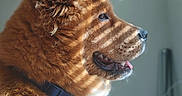 Barley is registered to the contest to win money with this photo: dog, brown, fluffy, sunlight, shadow, striped_shadow, indoor, collar, pet, side_profile, happy, tongue_out, fur, animal, canine, relaxed, home, light, window_blinds, floor