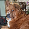 Barley is registered to the contest to win money with this photo: dog, pet, indoor, furniture, brown_fur, fluffy, relaxed, household, speaker, chair, table, calm, portrait, animal, mammal, domestic, close_up, cozy, companion, cute