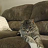 Mozzy is registered to the contest to win money with this photo: cat, tabby_cat, couch, furniture, indoor, pet, animal, stretching, brown, soft_lighting, decorative_pillow, striped_fur, relaxed, home, cozy, whiskers, ears, eyes, front_paws, closeup