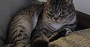 Mozzy joined the competition — help win amazing prizes! cat, tabby, pet, animal, feline, indoor, quilt, cushion, resting, fur, striped, ears, whiskers, paw, relaxed, home, cozy, cute, looking, mammal