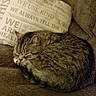 Mozzy joined the competition — help win amazing prizes! cat, tabby_cat, sleeping, curled_up, couch, sofa, pillow, text, indoor, pet, fur, cozy, resting, brown, domestic_animal, feline, comfort, relaxation, quiet, home