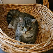 Mozzy is registered to the contest to win money with this photo: cat, tabby_cat, basket, wicker, pet, animal, feline, indoor, floor, wooden_floor, home, cozy, curious, looking, sitting, resting, furniture, domestic, cute, eyes