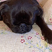 Popeys participe au concours pour gagner de l'argent avec cette photo : dog, pug, black_dog, sleeping, nap, quilt, floral_quilt, flower_pattern, close_up, pet, nose, paw, fur, indoor, cute, resting, cozy, bed, home, portrait