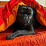 Popeys participe au concours pour gagner de l'argent avec cette photo : dog, pug, pet, blanket, duvet, bedding, bed, paw, face, closeup, fur, black_fur, snout, whiskers, indoors, cozy, portrait, red, orange, headboard