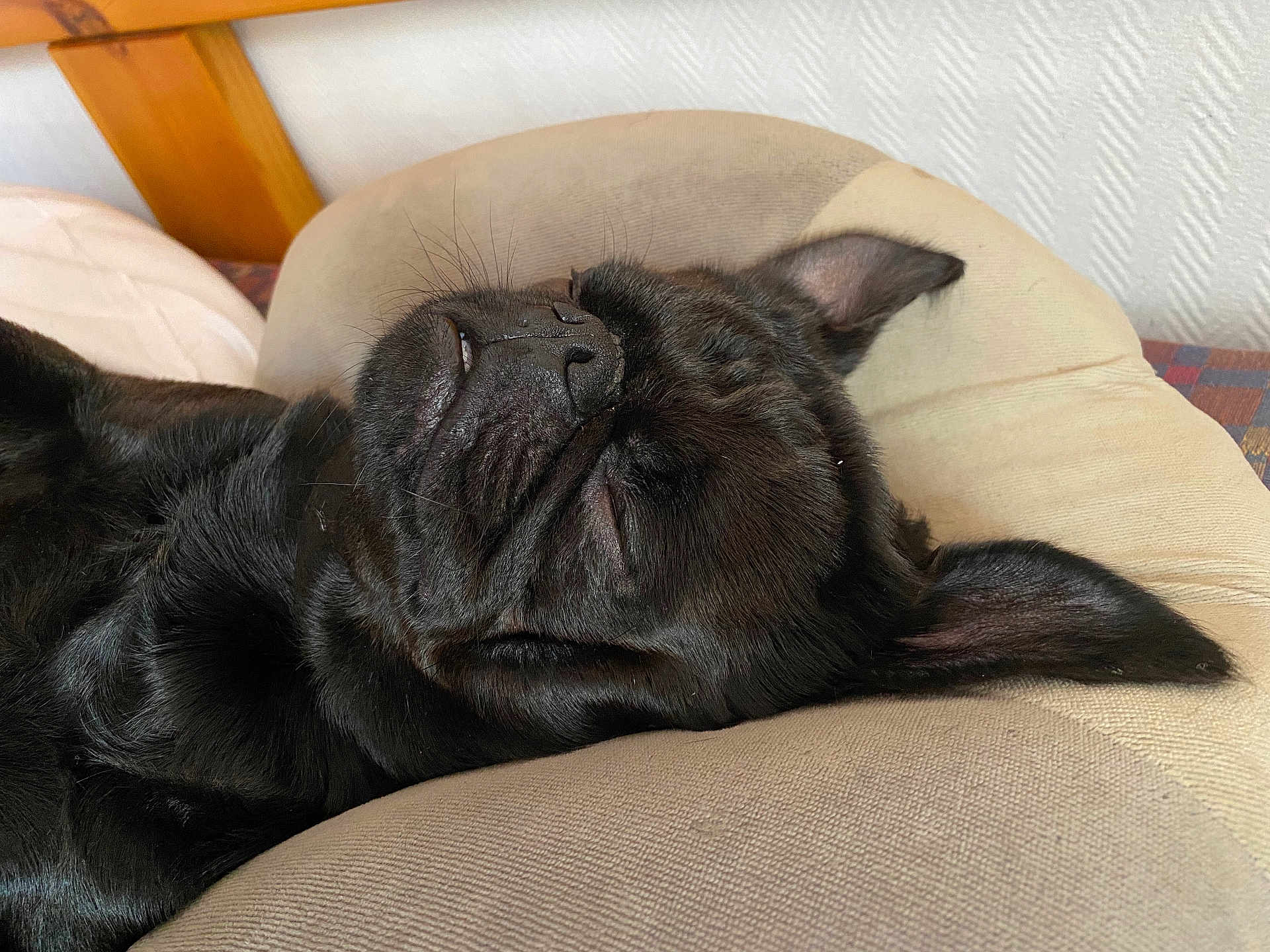 Popeys participe au concours pour gagner de l'argent avec cette photo : dog, sleeping_dog, black_dog, pet, canine, nose, whiskers, ear, cushion, pillow, bed, indoor, sleeping, close_up, portrait, fur, muzzle, cozy, headboard, relaxed