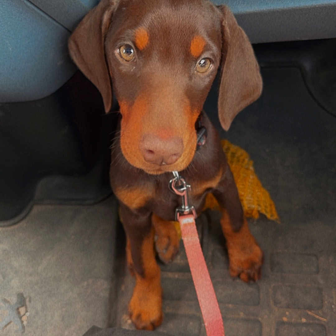 Venus participe au concours pour gagner de l'argent avec cette photo : accessories, animal, beagle, belt, canine, clothing, coat, collar, dog, footwear, formalwear, hound, labradorretriever, leash, pet, pointer, puppy, shoe, snout, strap