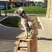 Glady a rejoint le concours — aidez-le/la à gagner de superbes lots ! dog, dog_breed, dog_like_mammal, snout